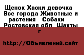 Щенок Хаски девочка - Все города Животные и растения » Собаки   . Ростовская обл.,Шахты г.